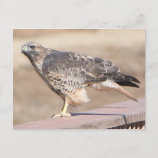 Red Tail Hawk Briefkaart