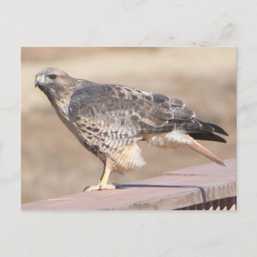 Red Tail Hawk Briefkaart (Voorkant)