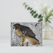 Red Tail Hawk Briefkaart (Staand voorkant)