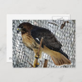Red Tail Hawk Briefkaart (Voorkant / Achterkant)