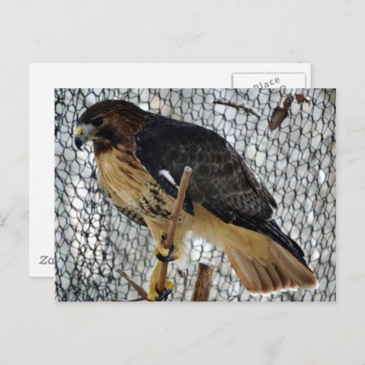 Red Tail Hawk Briefkaart (Voorkant / Achterkant)