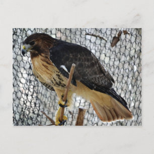 Red Tail Hawk Briefkaart
