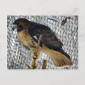 Red Tail Hawk Briefkaart (Voorkant)