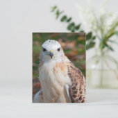 Red Tail Hawk Closeup Briefkaart (Staand voorkant)