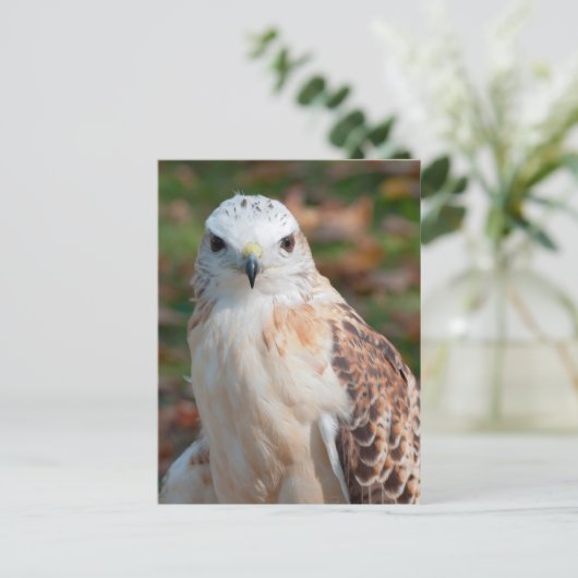 Red Tail Hawk Closeup Briefkaart (Staand voorkant)