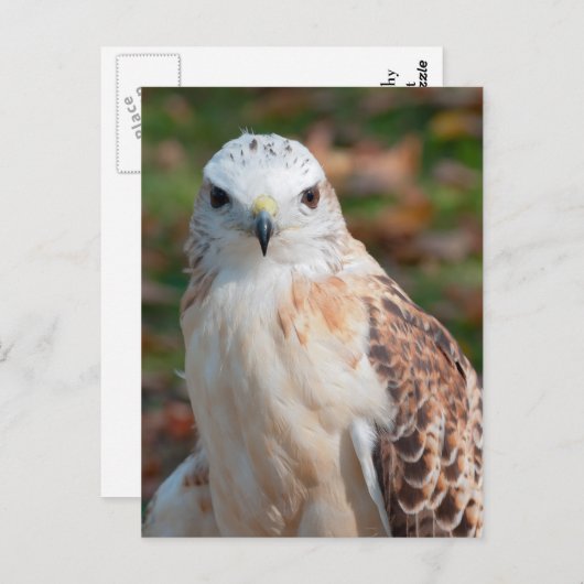 Red Tail Hawk Closeup Briefkaart (Voorkant / Achterkant)