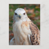 Red Tail Hawk Closeup Briefkaart (Voorkant)