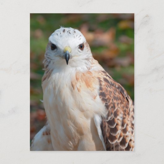 Red Tail Hawk Closeup Briefkaart (Voorkant)