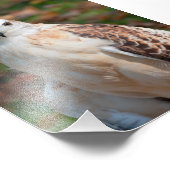 Red Tail Hawk Closeup Foto Afdruk (Hoek)