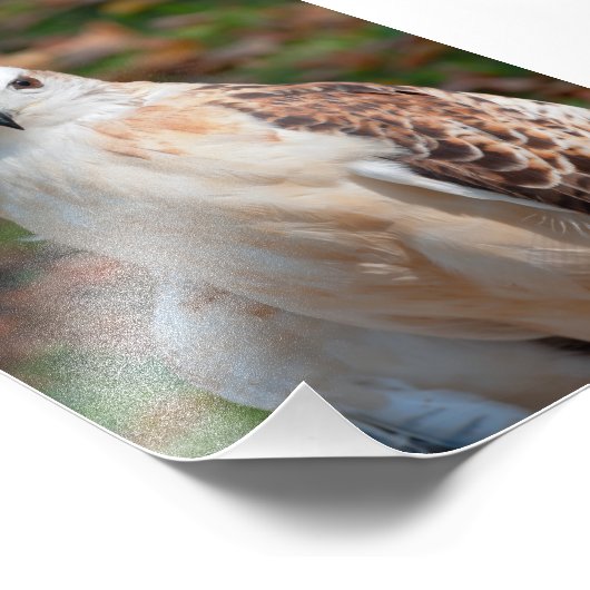 Red Tail Hawk Closeup Foto Afdruk (Hoek)