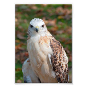 Red Tail Hawk Closeup Foto Afdruk