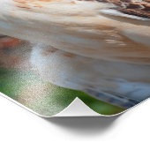 Red Tail Hawk Closeup Foto Afdruk (Hoek)