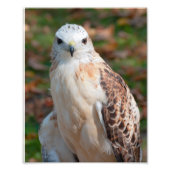Red Tail Hawk Closeup Foto Afdruk (Voorkant)