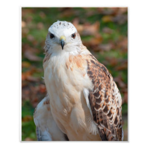 Red Tail Hawk Closeup Foto Afdruk