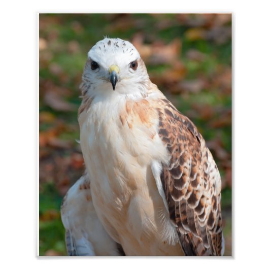 Red Tail Hawk Closeup Foto Afdruk (Voorkant)