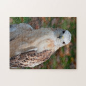 Red Tail Hawk Closeup Legpuzzel (Horizontaal)