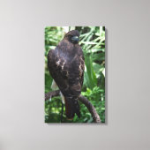 Red Tail Hawk Fotobehang Ingepakt Canvas (Voorkant)