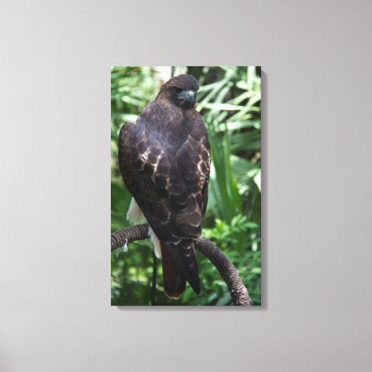 Red Tail Hawk Fotobehang Ingepakt Canvas (Voorkant)