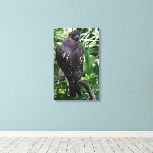 Red Tail Hawk Fotobehang Ingepakt Canvas Afdruk (Insitu (Houten vloer))