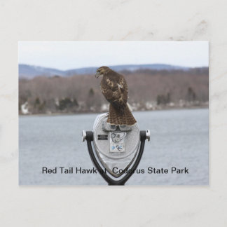Red Tail Hawk in het staatspark van Codorus Briefkaart