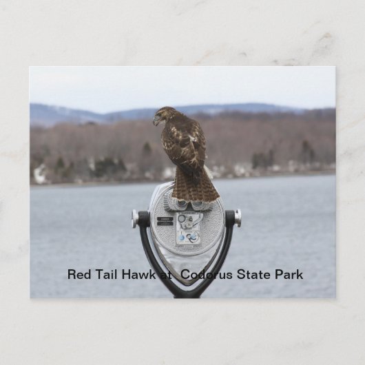 Red Tail Hawk in het staatspark van Codorus Briefkaart (Voorkant)