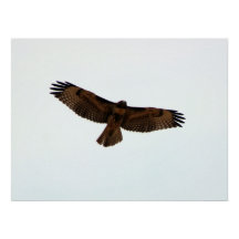 Red Tail Hawk in vlucht