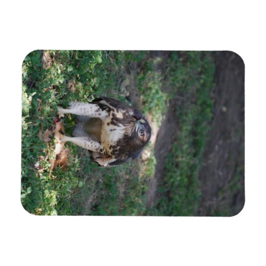 Red Tail Hawk Magneet (Horizontaal)