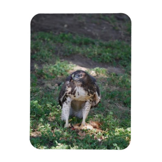 Red Tail Hawk Magneet (Verticaal)