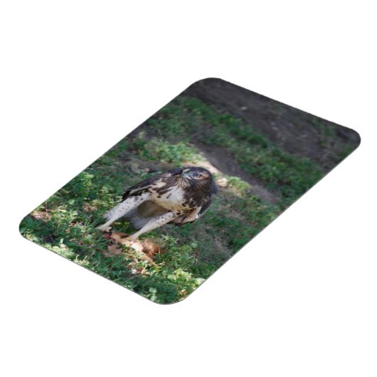 Red Tail Hawk Magneet (Linkerzijde)