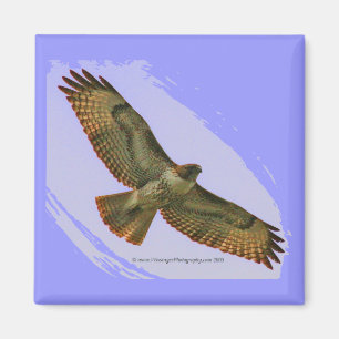 Red Tail Hawk magneet