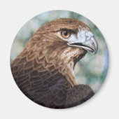Red-tail Hawk Magnet (Voorkant)