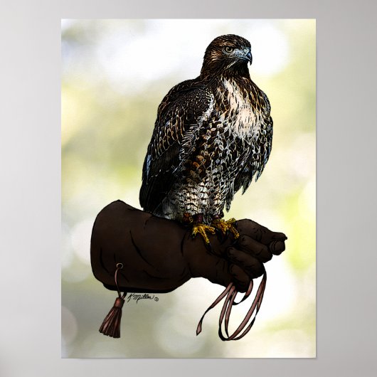 Red-tail Hawk op handschoen Poster (Voorkant)