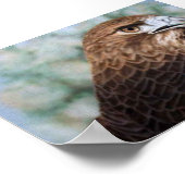 Red-tail Hawk Poster (Hoek)