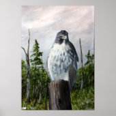 Red Tail Hawk Poster (Voorkant)