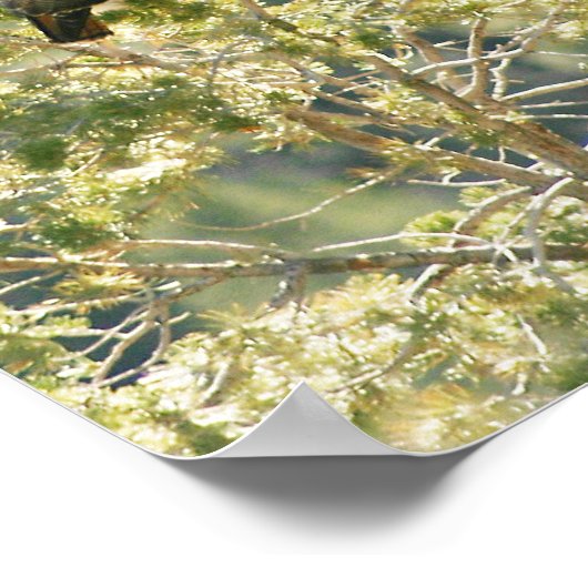 Red-tail Hawk Poster (Hoek)