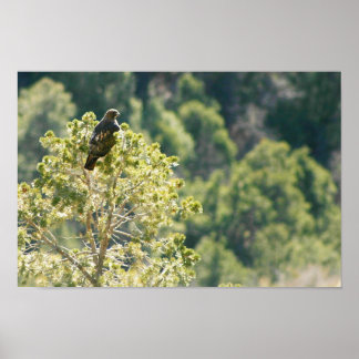 Red-tail Hawk Poster