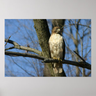 Red-Tail Hawk Poster