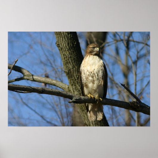 Red-Tail Hawk Poster (Voorkant)