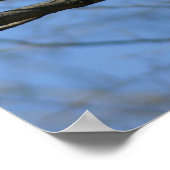 Red-Tail Hawk Poster (Hoek)