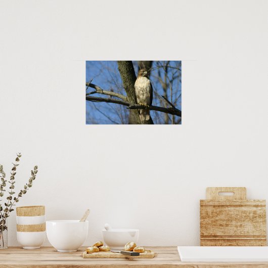 Red-Tail Hawk Poster (Keuken)