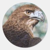 Red-tail Hawk Sticker (Voorkant)