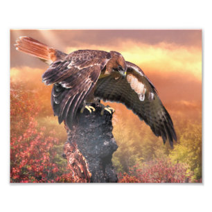 RED TAIL HAWK TOUCHDOWN FOTO AFDRUK