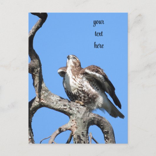 Red Tail Hawk, vogel van proy Briefkaart (Voorkant)