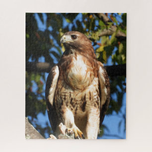 Red Tail Hawk, vogel van proy Legpuzzel