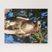Red Tail Hawk, vogel van proy Legpuzzel (Horizontaal)