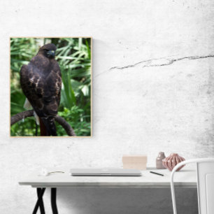 Red Tail Hawk Vogelfoto Poster