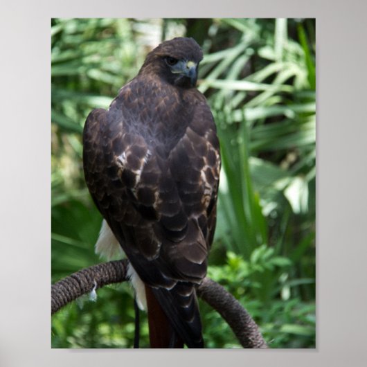 Red Tail Hawk Vogelfoto Poster (Voorkant)