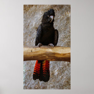 Red Tailed Black Cockatkato-Poster Poster