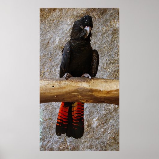 Red Tailed Black Cockatkato-Poster Poster (Voorkant)