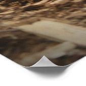 Red Tailed Boa Poster (Hoek)